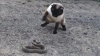 Siamese Cat Snake Fight || 샴 고양이와 뱀 싸움