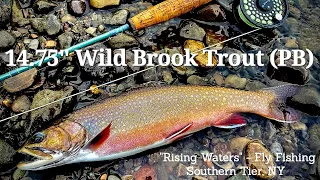 NEW PB Wild Brook Trout - Fly Fishing Southern Tier, NY