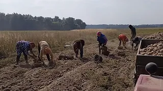 Ось тепер точно квіточки. Картоплю викопали,але ціна стрімко падає. Будні села.