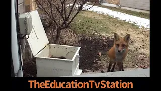 Mother Fox Returns For Her Babies | Never Seen Before Footage | Animal Instinct Commentary