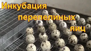 Инкубация перепелиных яиц без переворота