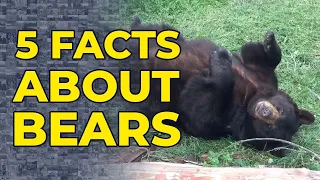 5 Facts About Bears