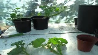 How to Propagate Geraniums from Cuttings - Autumn edition