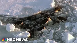 Orcas trapped in ice off Japan appear to have found safety