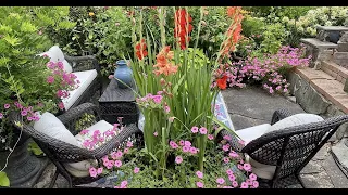 A Relaxing Mid-Summer Garden Highlight Tour. The Garden Is Full of Hummingbirds!