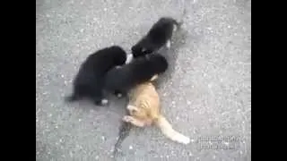 Смешные Коты! Злые Собаки напали на кота!!! (Angry Dogs attacks cat). Приколы с животными.