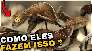 5 Animais Que Sao Mestres Em Disfarçar Na Natureza