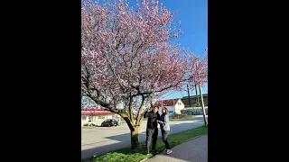 Cherry blossoms🌸🌸🌸 #sakura #vancouver