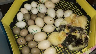 Au început sa eclozeze boboceii de rață din ou!!🦆