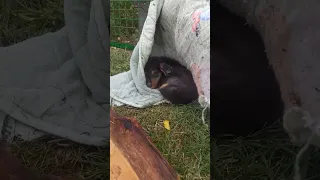 Rescue Scared Puppy Hides In An Old Blanket At Roadside, Hungry, Thirsty & Lonely