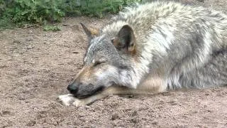 Wolf in Spb Zoo/Волчица Тень в Лен. зоопарке