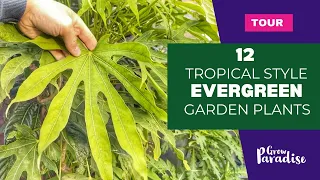 Tropical style evergreen plants for your garden - Cold hardy!