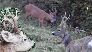 Bockjagd 2023 / In den Auen der Sava / Hunting Roebucks in the Sava floodplains