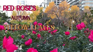 Autumn, Yellow Leaves and Red Roses - Yokohama Yamashita Park walk