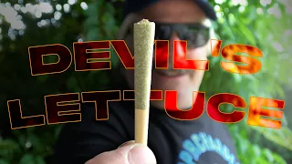 Uncle Bob's Devil's Lettuce Pre-Roll Marijuana Monday