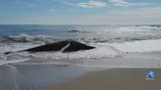 Second dead whale washed ashore at False Cape State Park