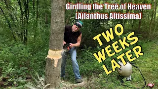 Girdling the Tree of Heaven (Ailanthus Altissima) Two Weeks Later