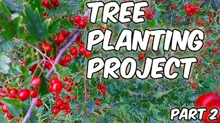 Tree Planting Project|Growing Trees From Berries|Part 2