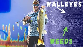 Walleyes in the WEEDS | How to Find Weed Walleyes W/ Livescope & Side Imaging Tips