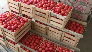 Cebolla, papa y tomate mantienen precios elevados