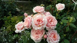 Розы. Второе цветение.  Розы Лоран Каброль , Мисс Пигги, Поль Бокюс.