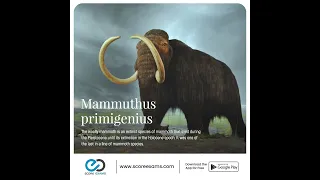 The woolly mammoth!