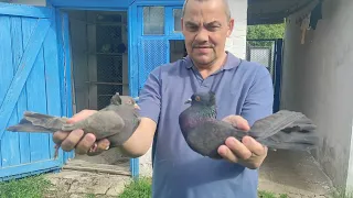 Гонимо голубів Віталія Бочкарьова.