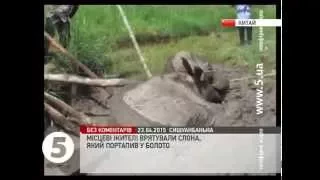 В Китаї врятували слона, який потрапив у болото