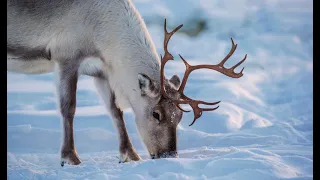 Beyond the Myth:  Surprising Truths About Reindeer You Never Knew - Caribou facts