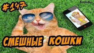 ПРИКОЛЫ с котами 2018 Коты С ОЗВУЧКОЙ от SmileFun смешная озвучка КОТОВ