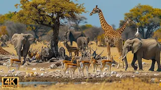 Our Planet | 4K African Wildlife - Great Migration from the Serengeti to the Maasai Mara, Kenya #76