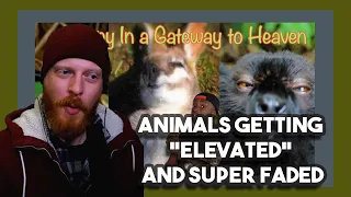 Chicagoan Reacts -  Animals Getting "Elevated" and Super Faded by Casual Geographic