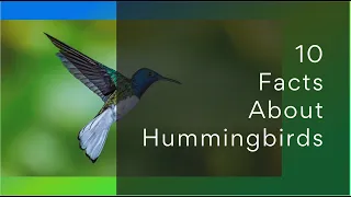 10 Facts About Hummingbirds