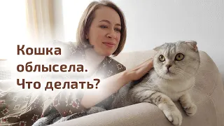 Облысение у кошки