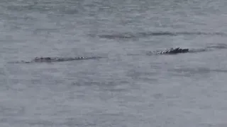 Crocodile outside Kranji Dam even in heavy rain.