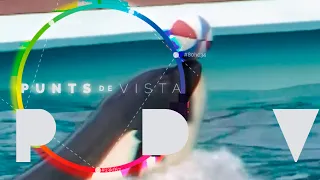 Curtmetratge documental sobre l'orca Ulisses  | Punts de Vista | RTVE Catalunya