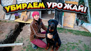 Дела огородные и Новая стройка! НИКТО ТАКОГО НЕ ОЖИДАЛ!!! | Молодая Ферма