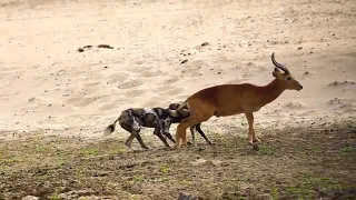 Impala Eaten alive by Wild Dogs afrika yaban köpeklerinin  impalayı yemesi