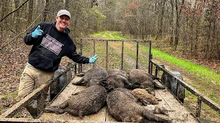 Trapping HEAVY wild pigs and a dozen egg eating possums