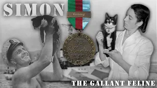 Simon - The Gallant Feline