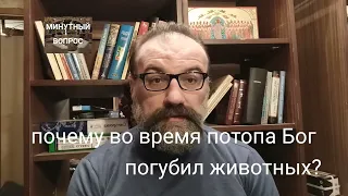 почему во время потопа Бог погубил животных?