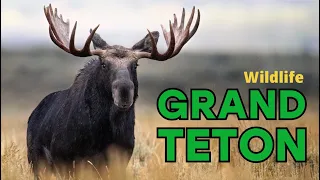 Wildlife in YELLOWSTONE and GRAND TETON National Park - Grizzly, moose, elk and more - Nikon Z9