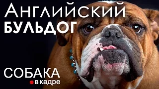 Английский бульдог. Дрессировка и воспитание.