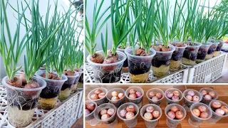 Tips for Growing Onions in Water, easy and fast to harvest