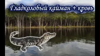 Кайман гладколобый с кровью. Русская Рыбалка 3.99.