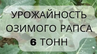 🚩6 тонн - урожайность озимого рапса в СПК имени Деньщикова