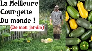 La Meilleure Courgette du Monde (de mon jardin)