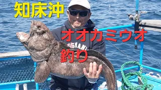 知床沖のオオカミウオ釣り