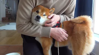 Shiba Inu, this is what happens when you get too dissatisfied.