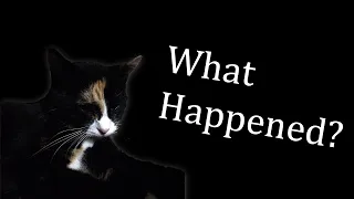 Cat in Blender Video... | The Story and Origin Explained!